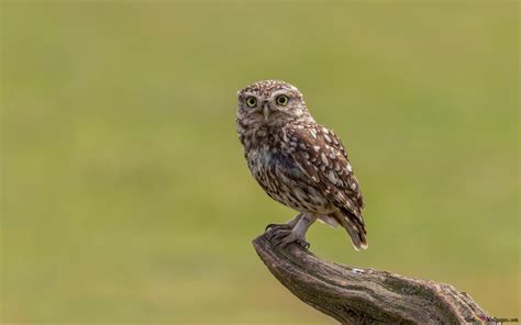 Vedere a bufniței drăguțe care stă pe o ramură de lemn în fața unui 4K