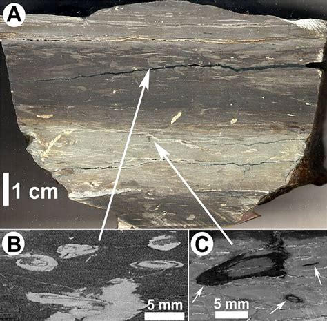 Miscellaneous Sedimentary Featur