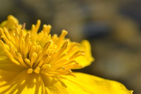 Kostenlose foto Natur blühen Fotografie Sonnenlicht Blatt Blume