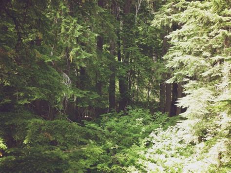 Forest Trees Nature Church Worship Background | Clover Media