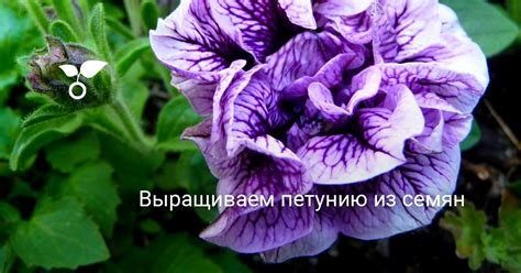 Выращиваем петунию из семян. Посадка рассады петунии. Как вырастить в ...