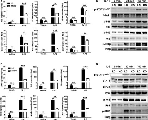 Macrophage NCOR1 Deficiency Ameliorates Myocardial Infarction And