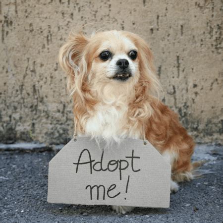 Pet Adoption: Senior Dog Edition - DGP For Pets