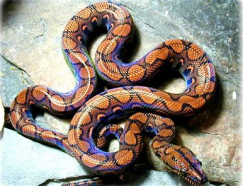 Amazon Tree Boa For Sale In The North West At Appleton Exotics