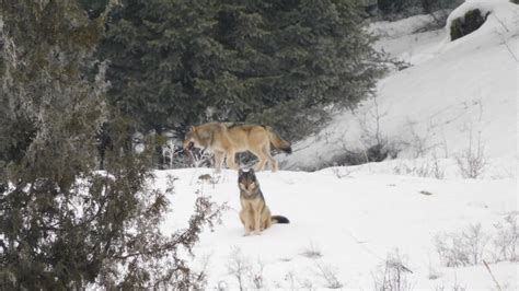 Kelowna Man Photographs Rare Encounter With Pack Of Wolves Cbc News