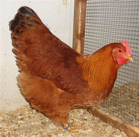 Naked Neck Chicken Breed History Characteristics Temperament Comb Type Grow Chicken