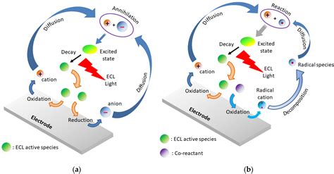 Chemosensors Free Full Text Optical Immunoassays Methods In Protein