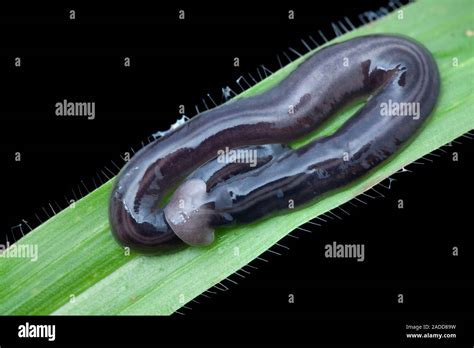 Hammerhead Worm Bipalium Sp This Is A Type Of Predatory Terrestrial