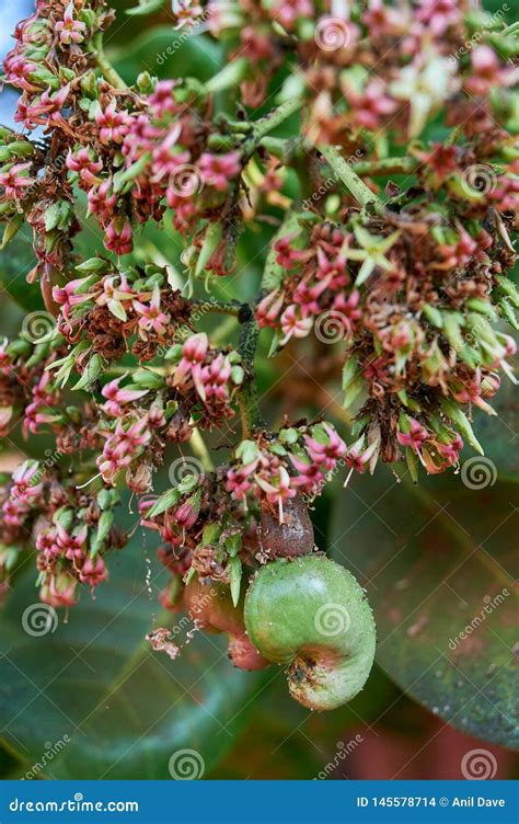 Cashew Nuts Growing On A Tree This Extraordinary Nut Grows Outside The