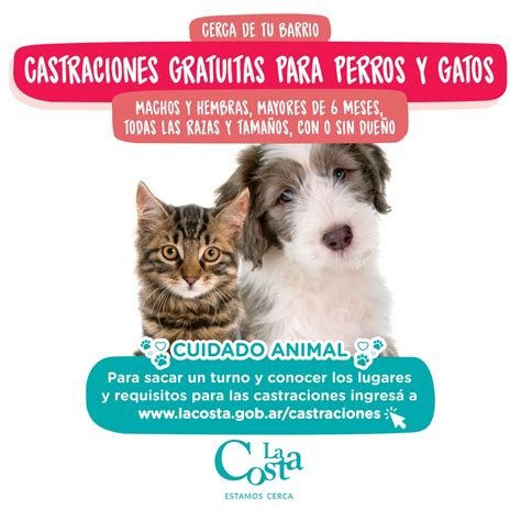 Comenz La Campa A De Castraciones Gratuitas Para Perros Y Gatos