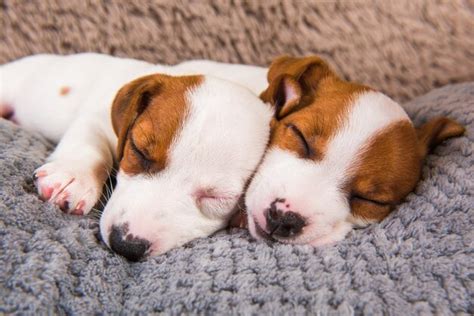 Lindo Cachorros De Perro Jack Russell Terrier Durmiendo Foto Premium