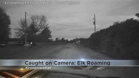 Lone Bull Elk Roaming Streets Of Kronenwetter Youtube