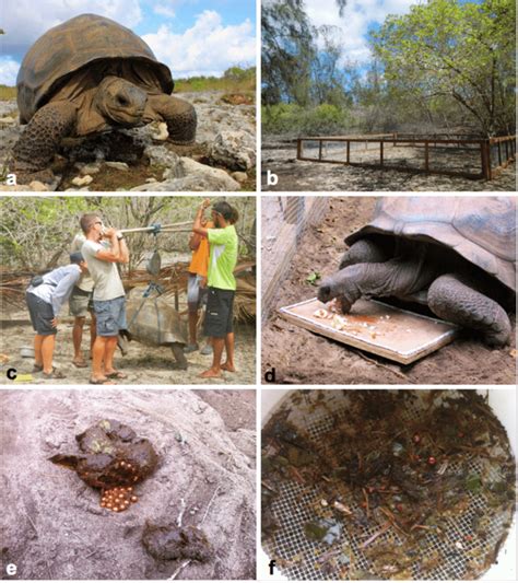 An Aldabra Giant Tortoise On Aldabra Atoll A And The Process