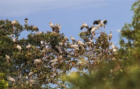 More protection of wild birds needed during migration season