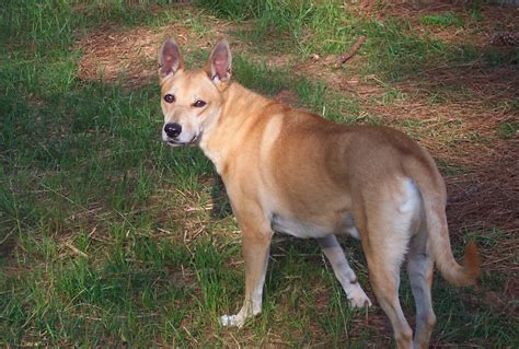 Carolina Dog - Puppies, Rescue, Pictures, Information, Temperament ...