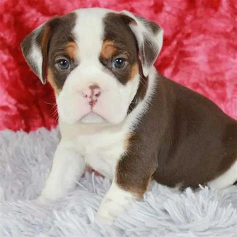 Best Puppy Breeds for Sale! Find your perfect dog breed!