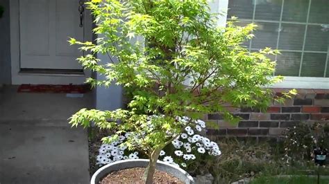 How To Grow Japanese Maple Acer Palmatum In A Pot Part 2 A Month Aftermp4 Youtube