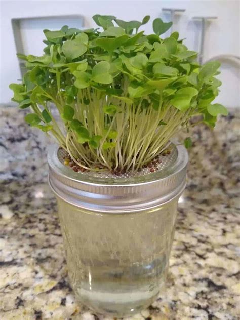 How To Grow Microgreens In A Jar A Step By Step Guide Do Not Disturb