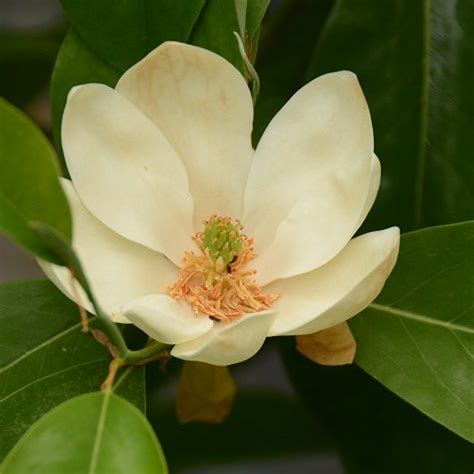 Magnolia Virginiana Glauca Sweet Bay Magnolia Sugar Creek Gardens