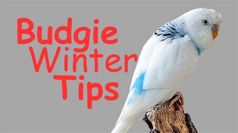 Essential Winter Care Tips For Your Budgie HousePetsCare