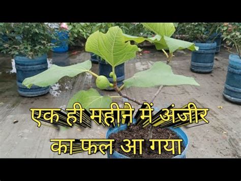 How To Grow Anjeer In Pot How To Grow Fig In Pot All About Its Care