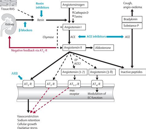 Oral Renin Inhibitors The Lancet