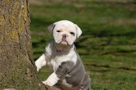 Olde English Bulldogge Puppies