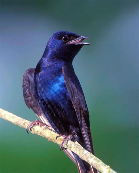 22 Amazing Purple Bird Species