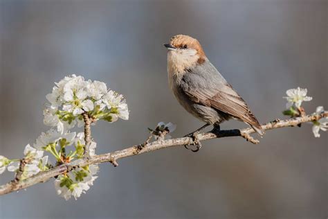 Bird That Sounds Like A Squeaky Toy Brown Headed Nuthatch