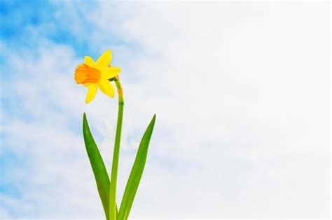 Premium Photo Blue Sky Colorful Cosmos Flowers On A Background Of