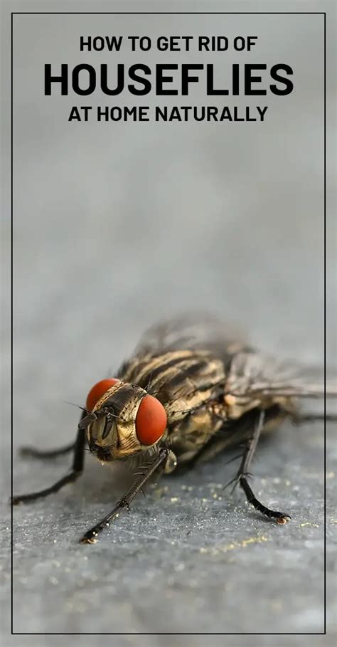 How To Get Rid Of Houseflies At Home Naturally