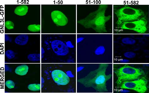 Gnl3l Localizes To Distinct Subcellular Compartments Cos 7 Cells Were