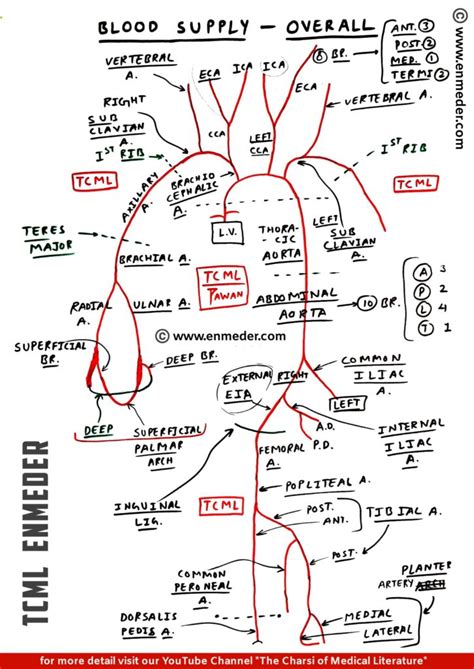 Solved Regions Of The Aorta And Branches -5 -2, 57% OFF