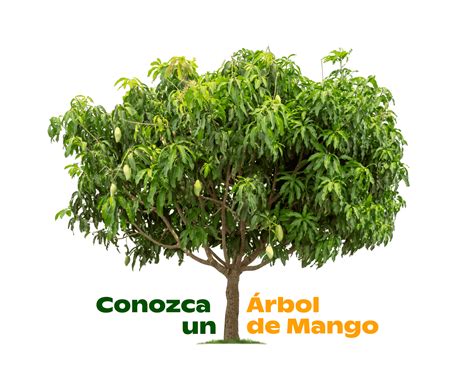 El Mango Maravilloso Asombroso y Mágico Mango org