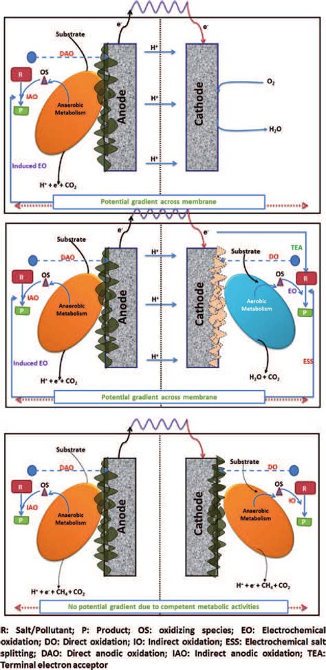 2 Schematic Illustration Of The Possible Bioelectrochemical Reactions