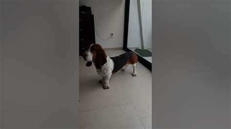 Clifford El Basset Hound Ladrando Youtube