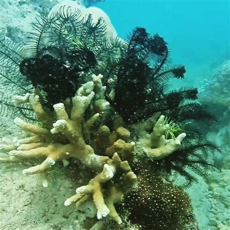 Coral in Pramuka Island, Jakarta
