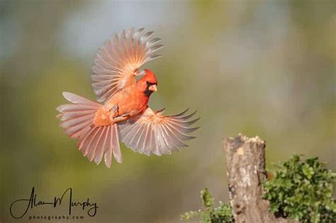 Northern Cardinal Focusing On Wildlife