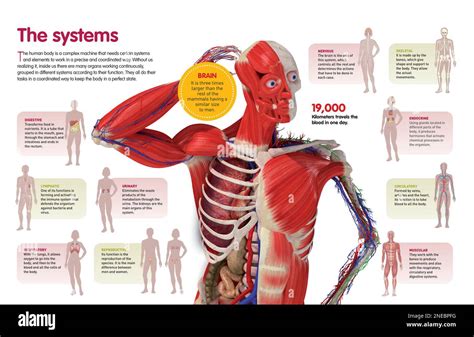 Infographic about the different systems that make the human organism function. [QuarkXPress ...