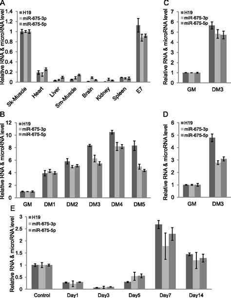 The H19 Long Noncoding Rna Gives Rise To Micrornas Mir 675 3p And Mir