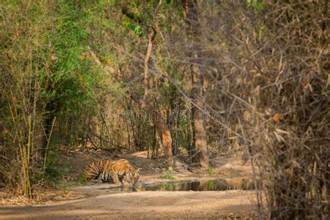 In A Scorching Heat In Summers At Bandhavgarh Tiger Reserve The Famous Tigress Was Resting With