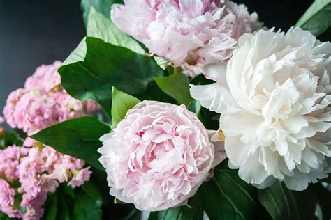 How to Grow Peonies Indoors: Tips, Tricks, and Guide | House Grail