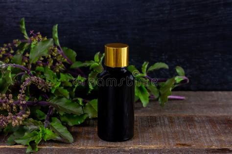 Holy Basil Or Tulsi Essential Oil Stock Photo Image Of Healthy