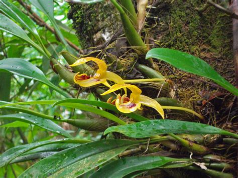 Bulbophyllum Dearei Orchidaceae Image At Phytoimages Siu Edu