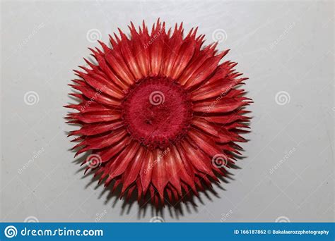 Red Round Flower Blossom Potpourri Abstract Macro Background Fifty