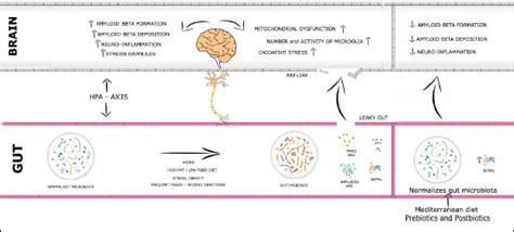 A Deep Insight into the Correlation Between Gut Dysbiosis and Alzheimer ...