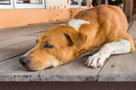 A big dog sleeping stock photo. Image of sleep, cute - 26131378