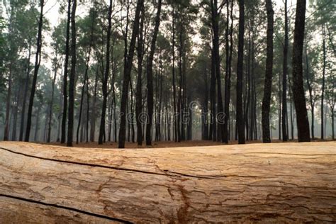 Closeup Of Pine Tree Log Lying On The Ground With Pine Tree Forest As