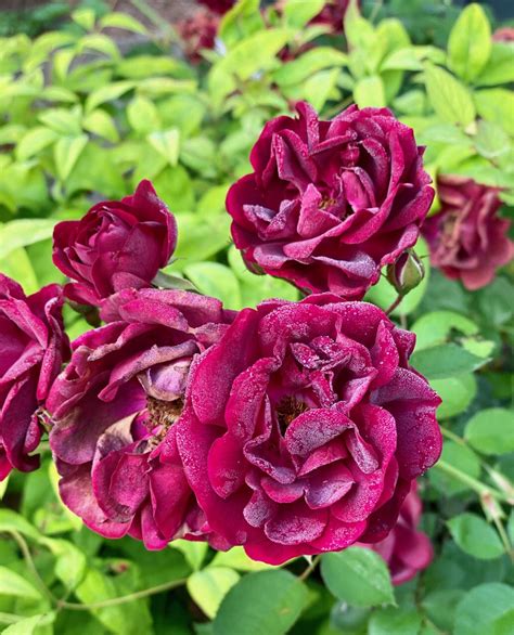 Knockout Roses! – Coverland Farms