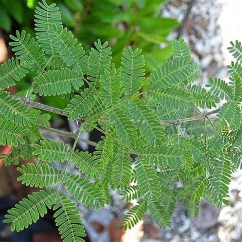 Sweet Acacia | C&J Gardening Center